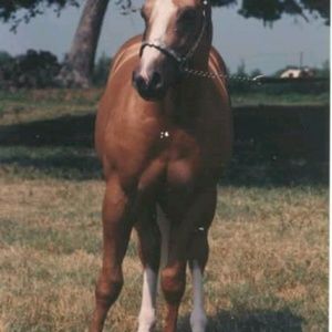 Meet your Posher, Pamela